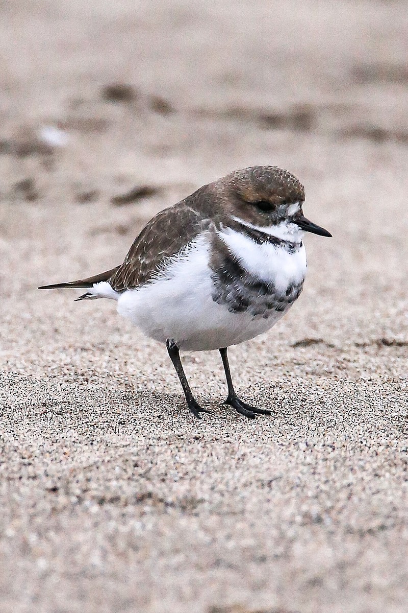 Two-banded Plover - ML620059178