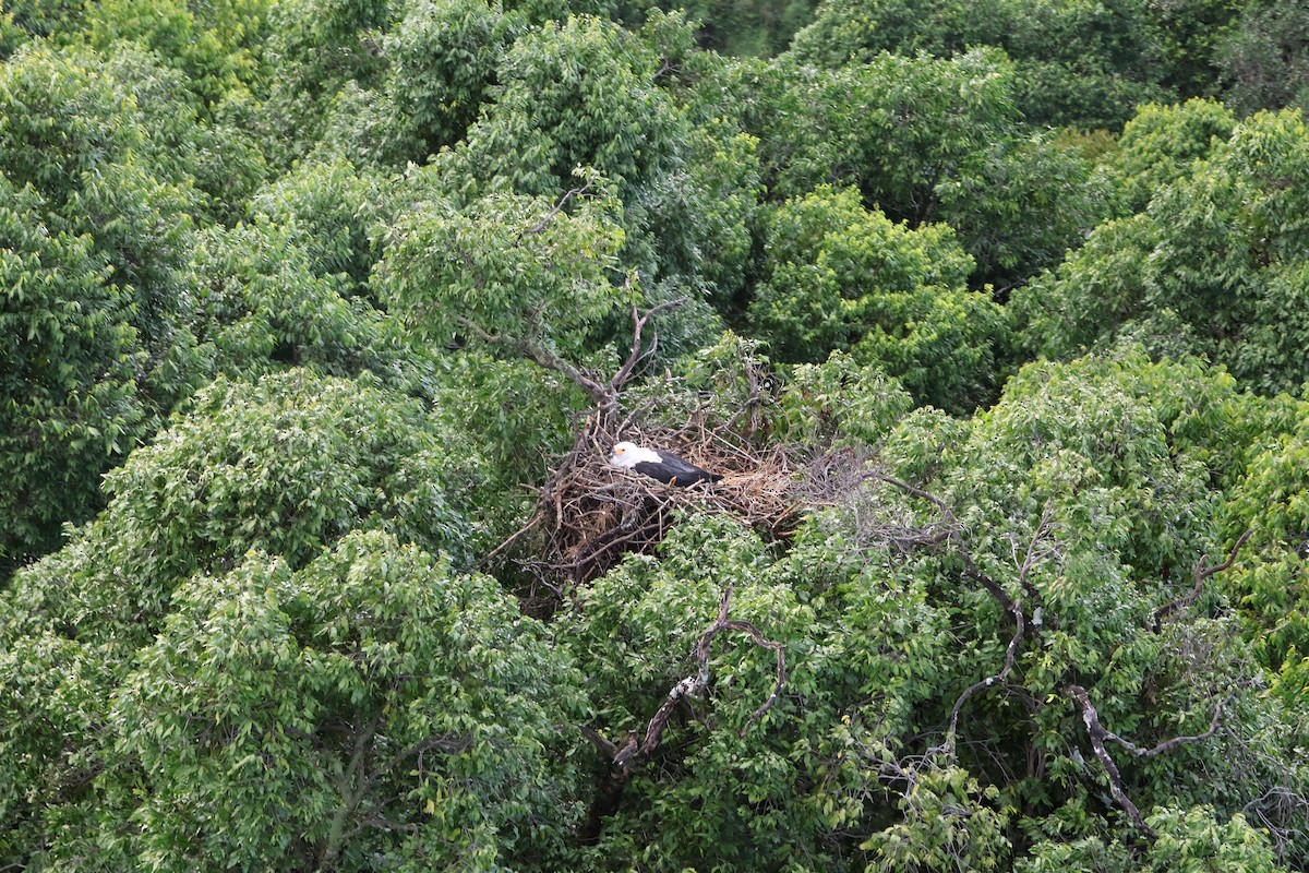 African Fish-Eagle - ML620059186