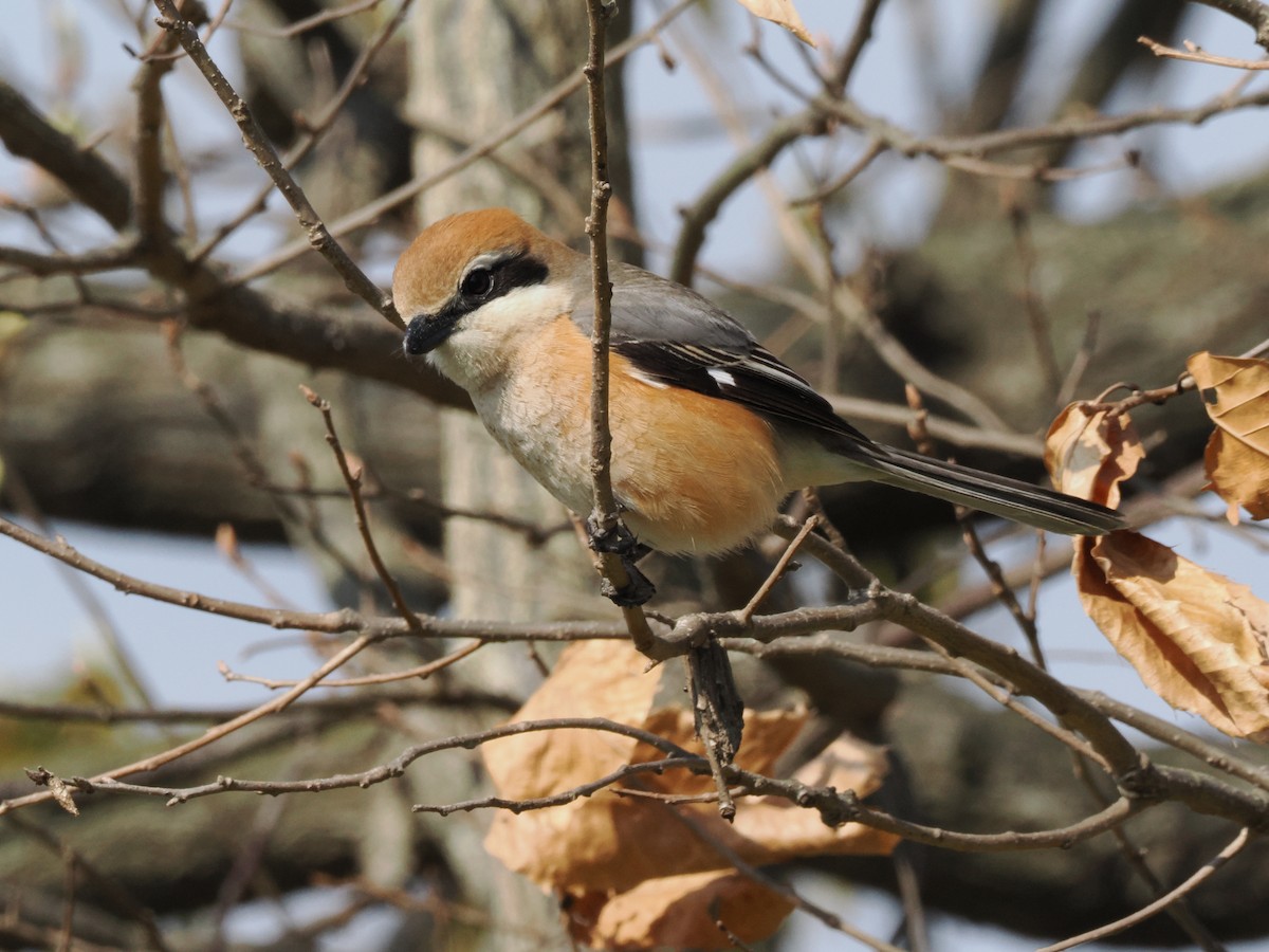 Bull-headed Shrike - ML620059197