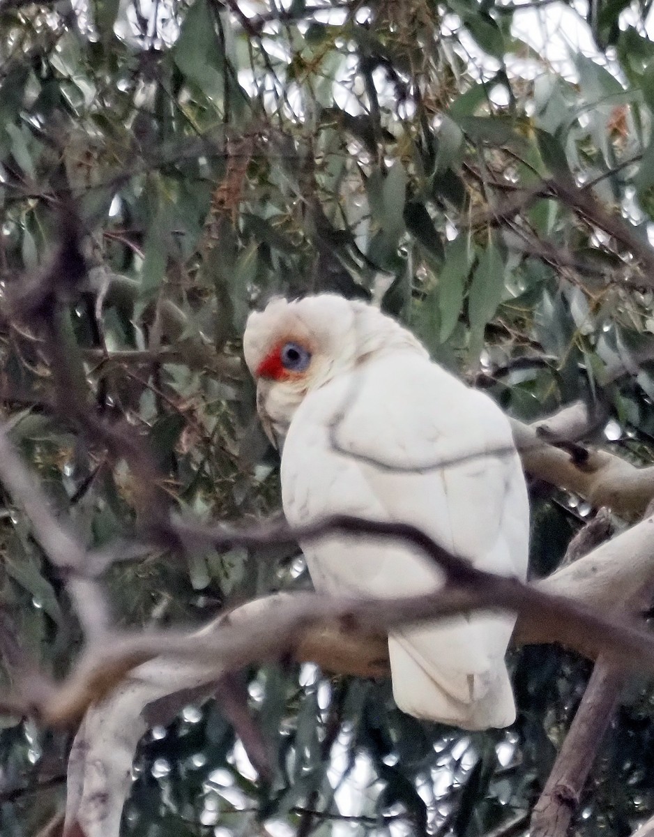 kakadu ostrozobý - ML620059199