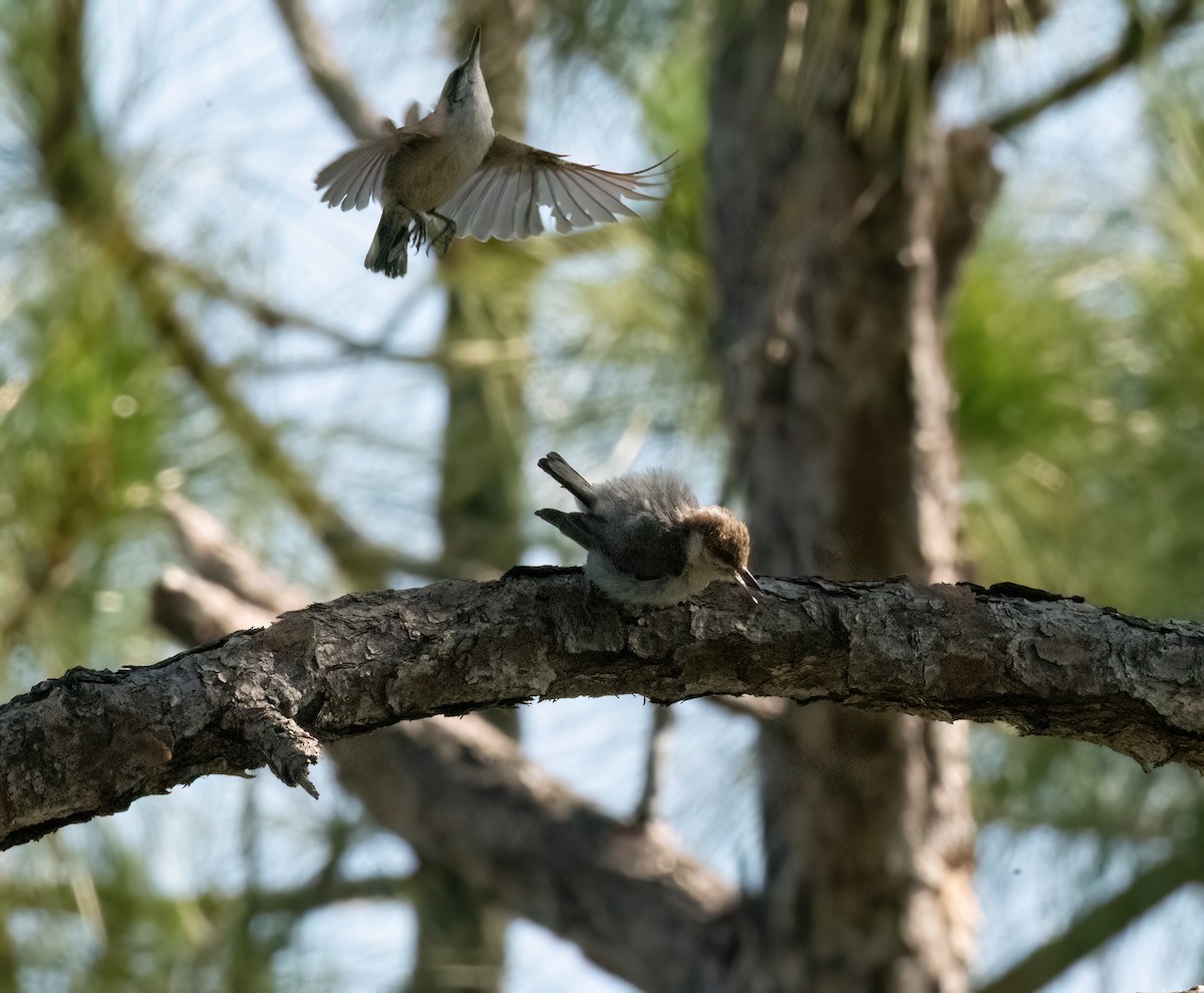 Brown-headed Nuthatch - ML620059204