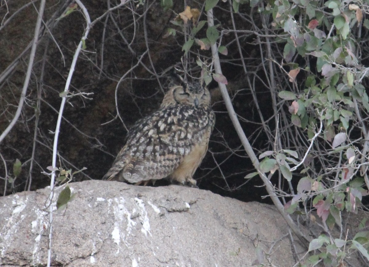 Rock Eagle-Owl - ML620059209