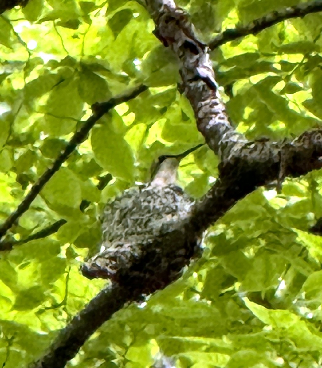 Yakut Boğazlı Kolibri - ML620059214