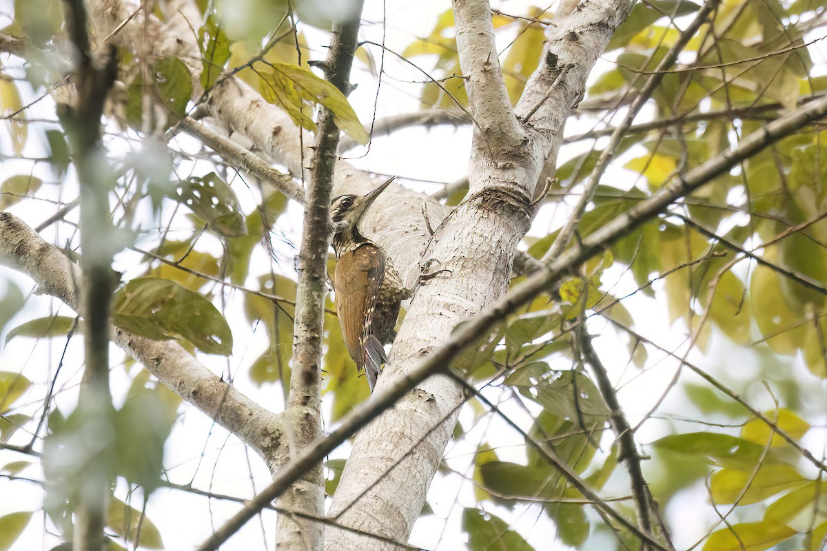 Fire-bellied Woodpecker - ML620059233