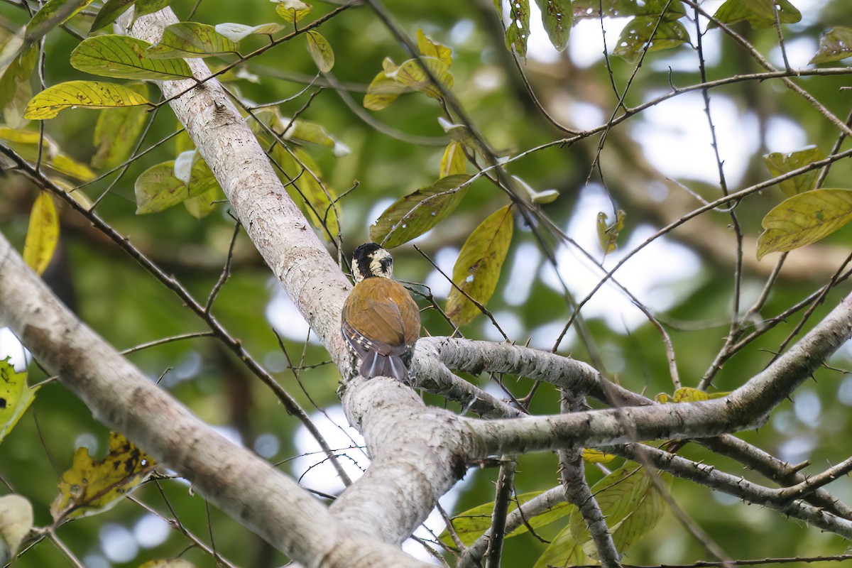 Fire-bellied Woodpecker - ML620059234