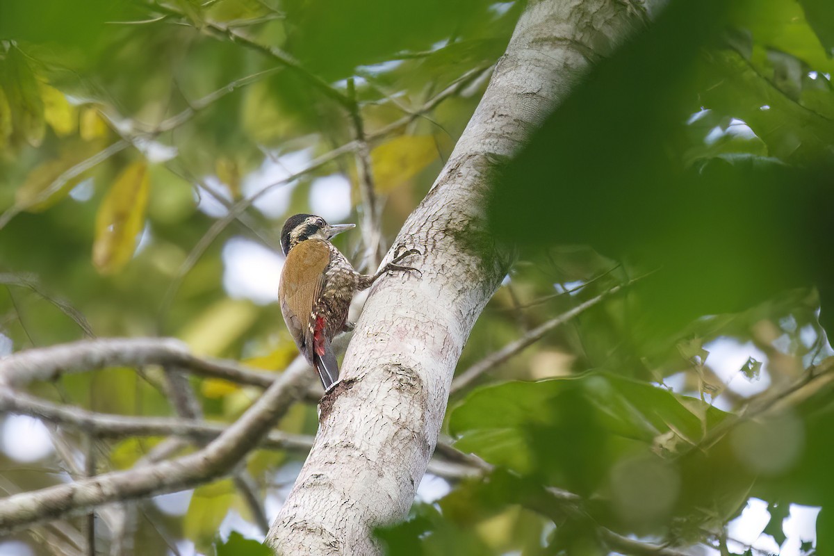 Fire-bellied Woodpecker - ML620059238