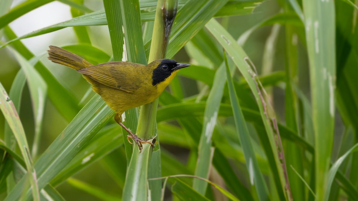 Olive-crowned Yellowthroat - ML620059263