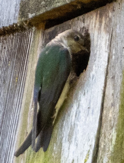 Violet-green Swallow - ML620059270