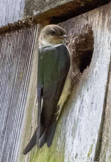 Violet-green Swallow - ML620059271