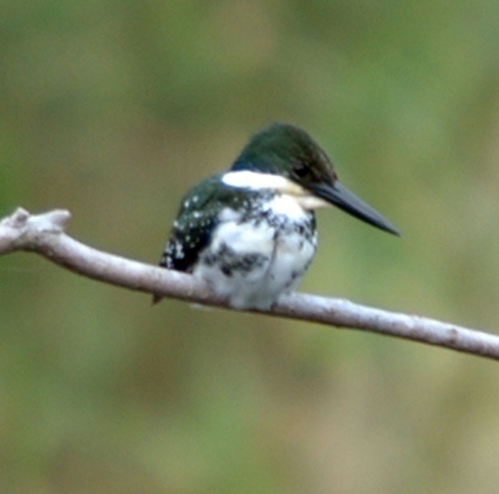 Green Kingfisher - ML620059275