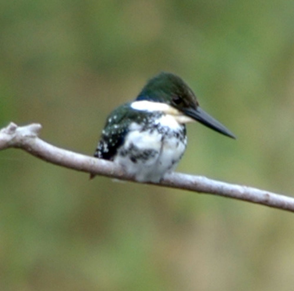 Green Kingfisher - TONY STEWART