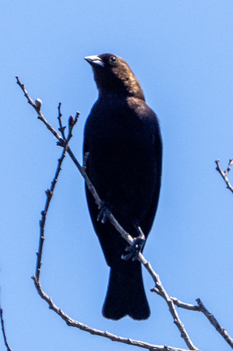 Brown-headed Cowbird - ML620059276