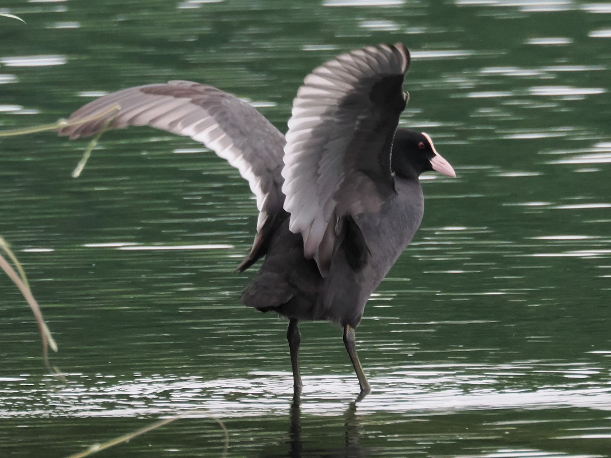 Eurasian Coot - ML620059278