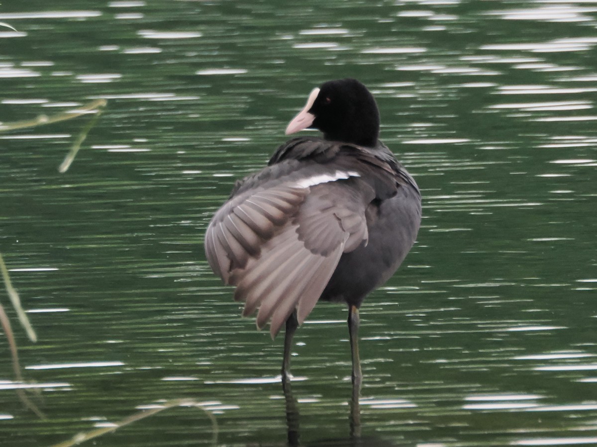 Eurasian Coot - ML620059281