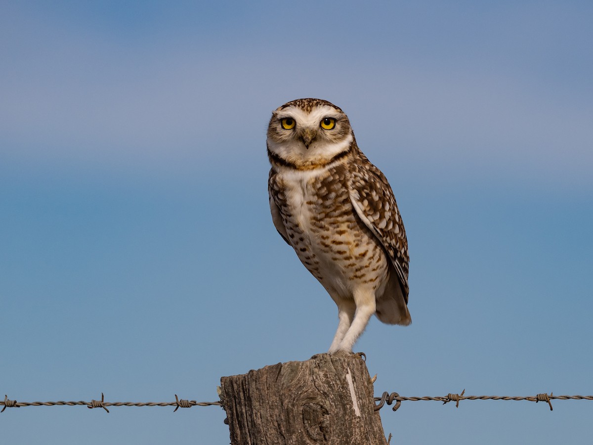 Burrowing Owl - ML620059282