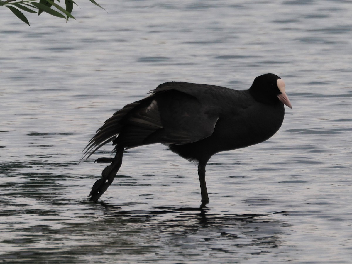 Eurasian Coot - ML620059285