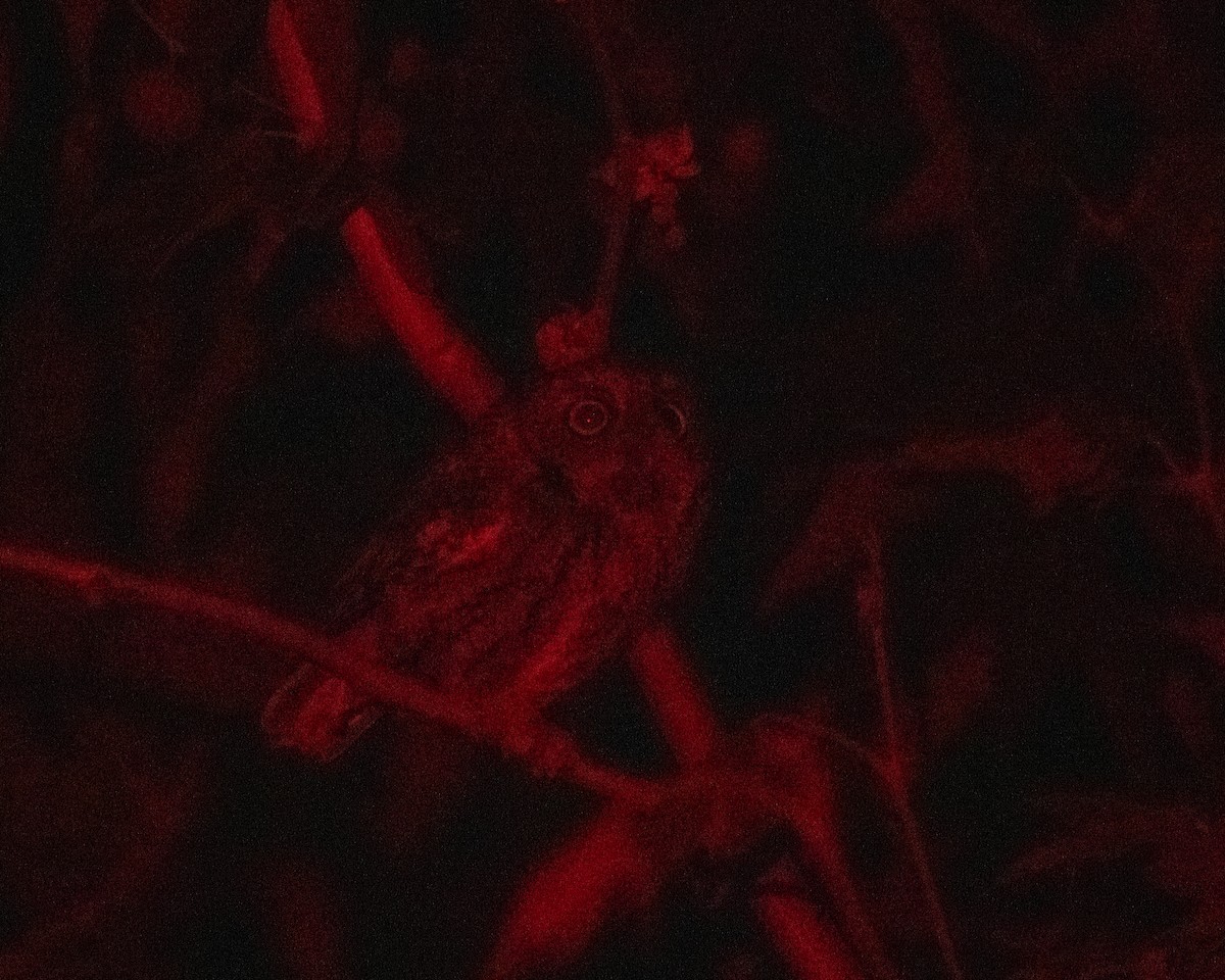 Whiskered Screech-Owl - ML620059286