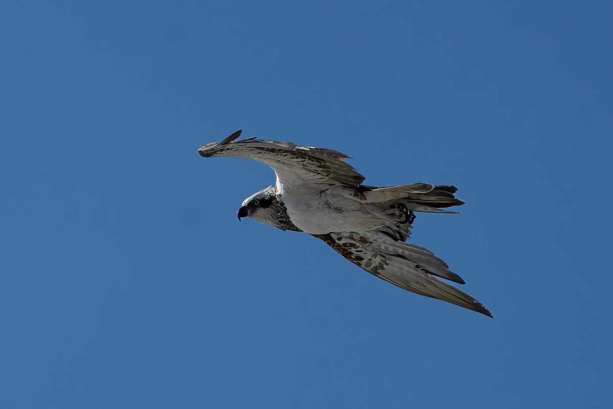 Osprey - Ian and Deb Kemmis