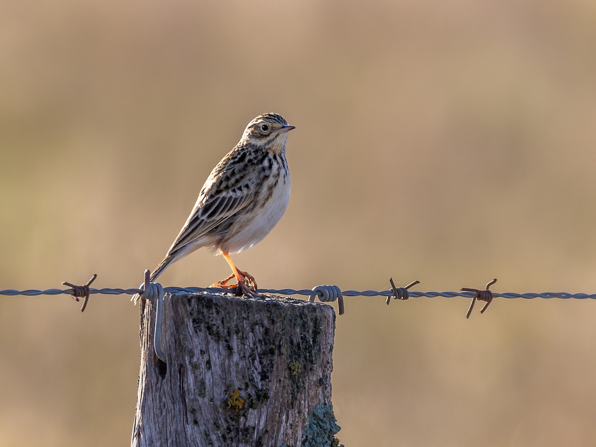 Pampas Pipit - ML620059298