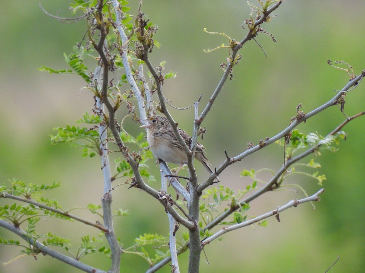 Grasshopper Sparrow - ML620059321