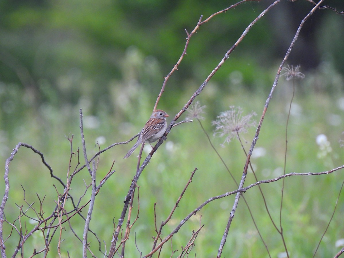 Field Sparrow - ML620059334