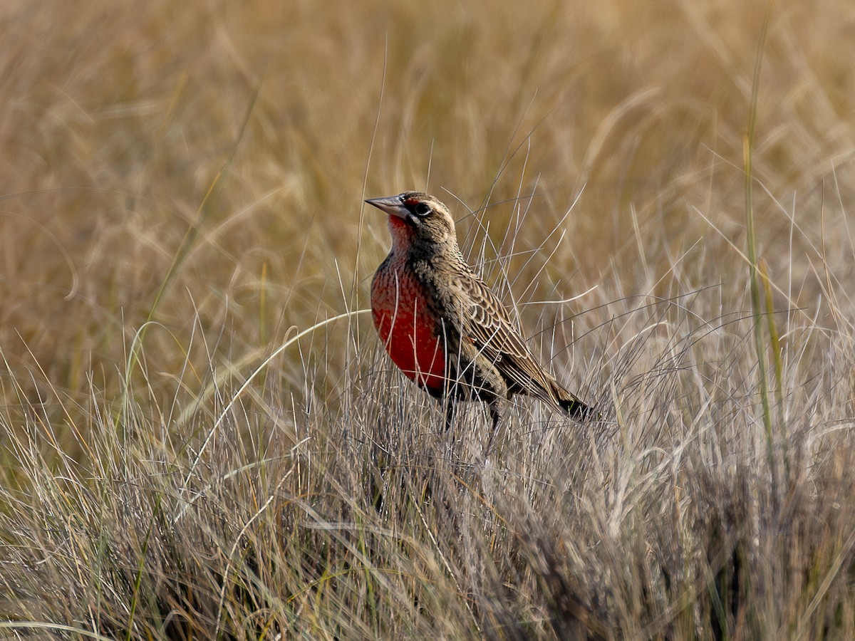 Pampas Meadowlark - ML620059335