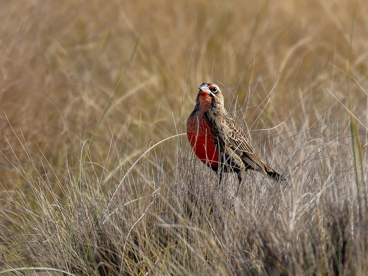 Pampas Meadowlark - ML620059336