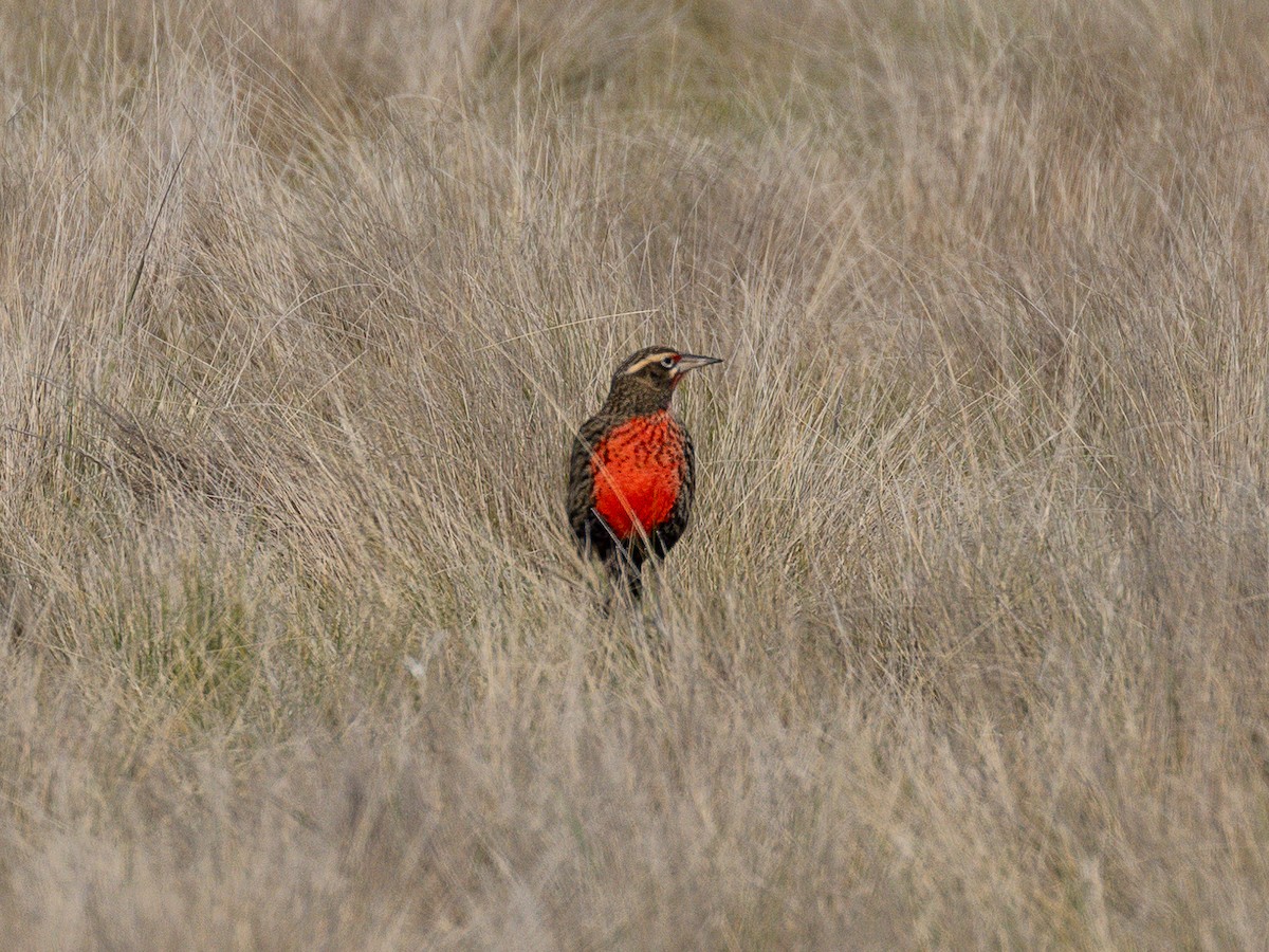 Pampas Meadowlark - ML620059337