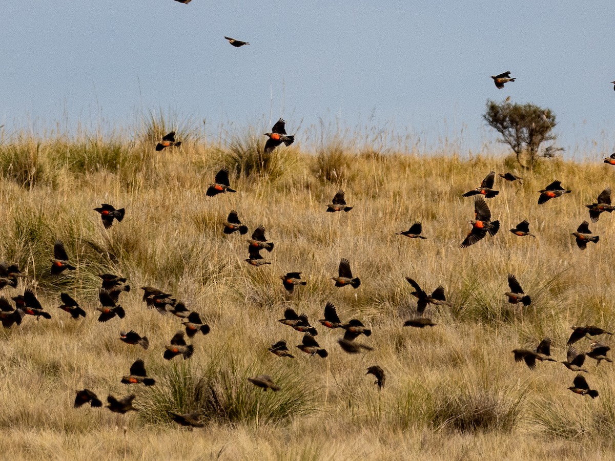 Pampas Meadowlark - ML620059338