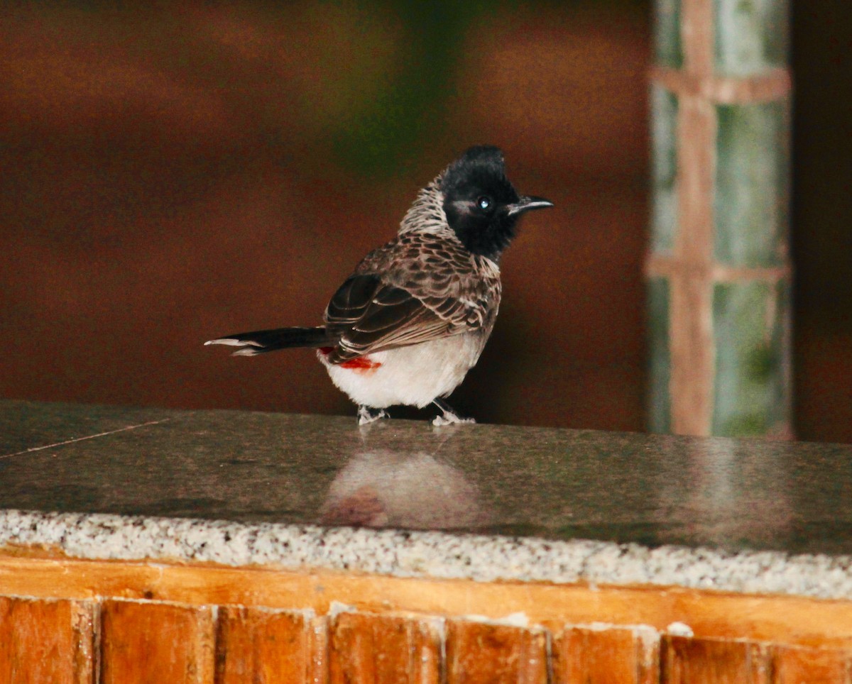 Red-vented Bulbul - ML620059364