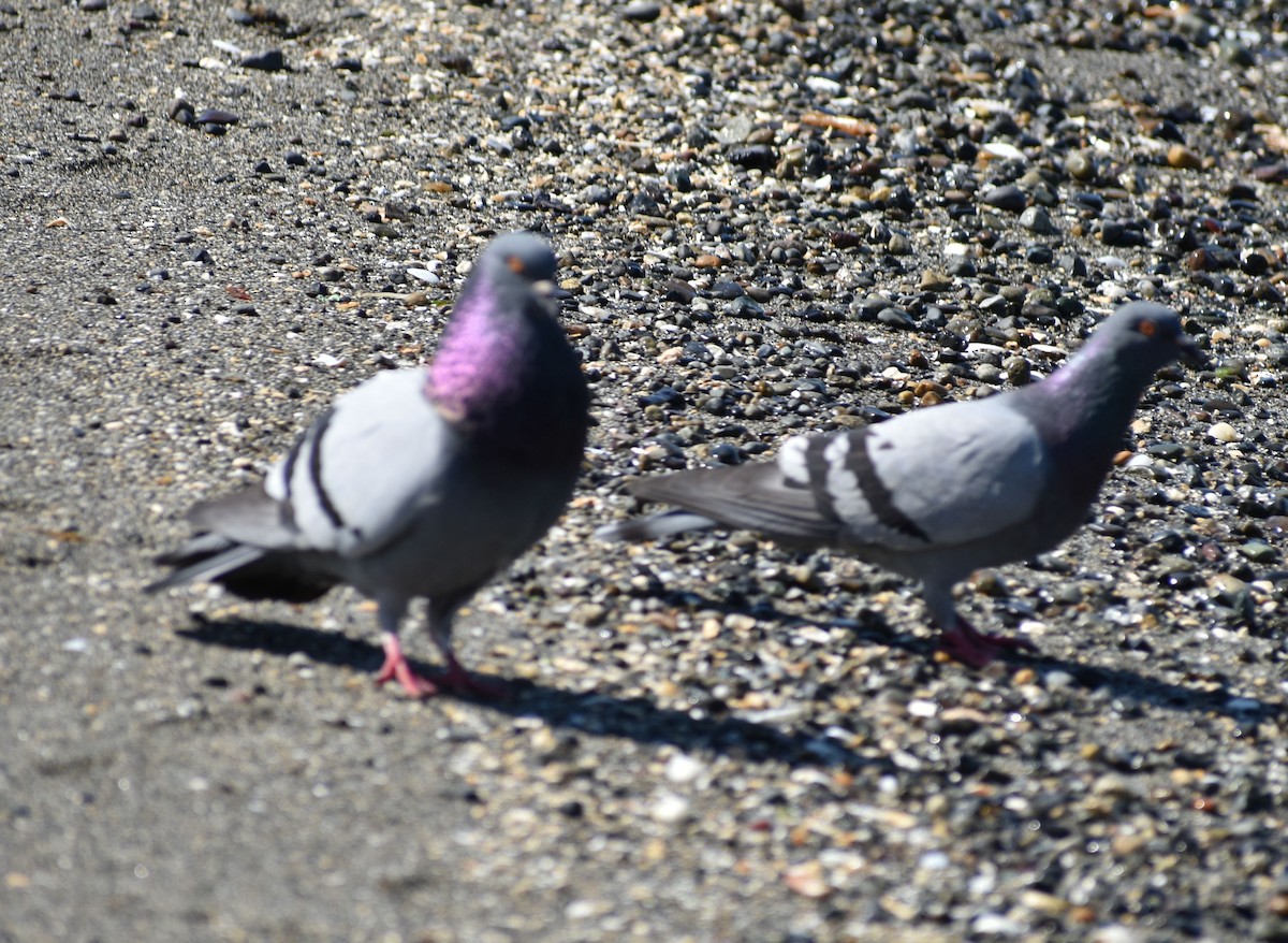 Rock Pigeon (Feral Pigeon) - ML620059365