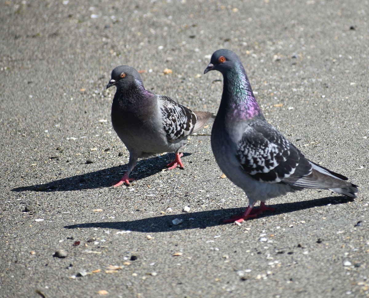 Pigeon biset (forme domestique) - ML620059366