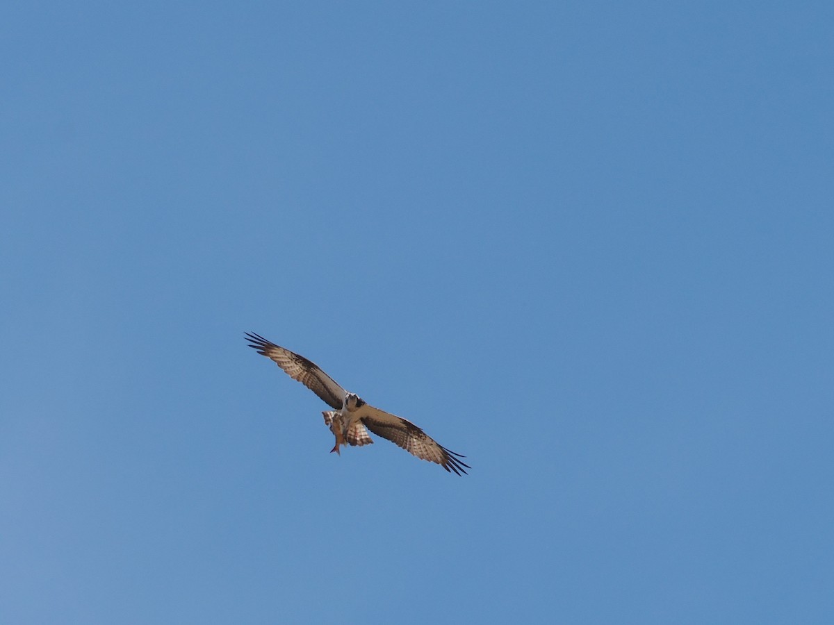 Águila Pescadora - ML620059368