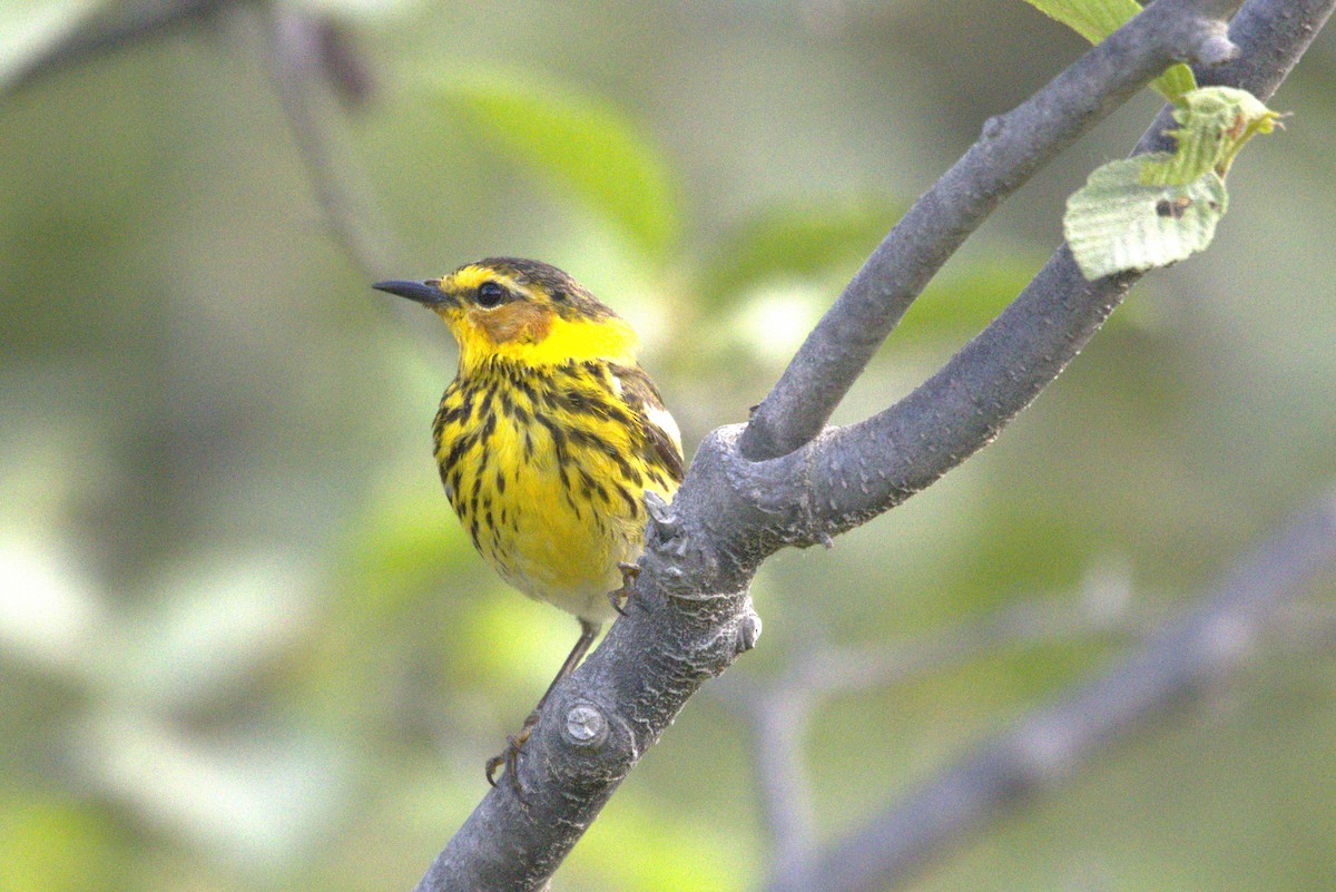 Cape May Warbler - ML620059375