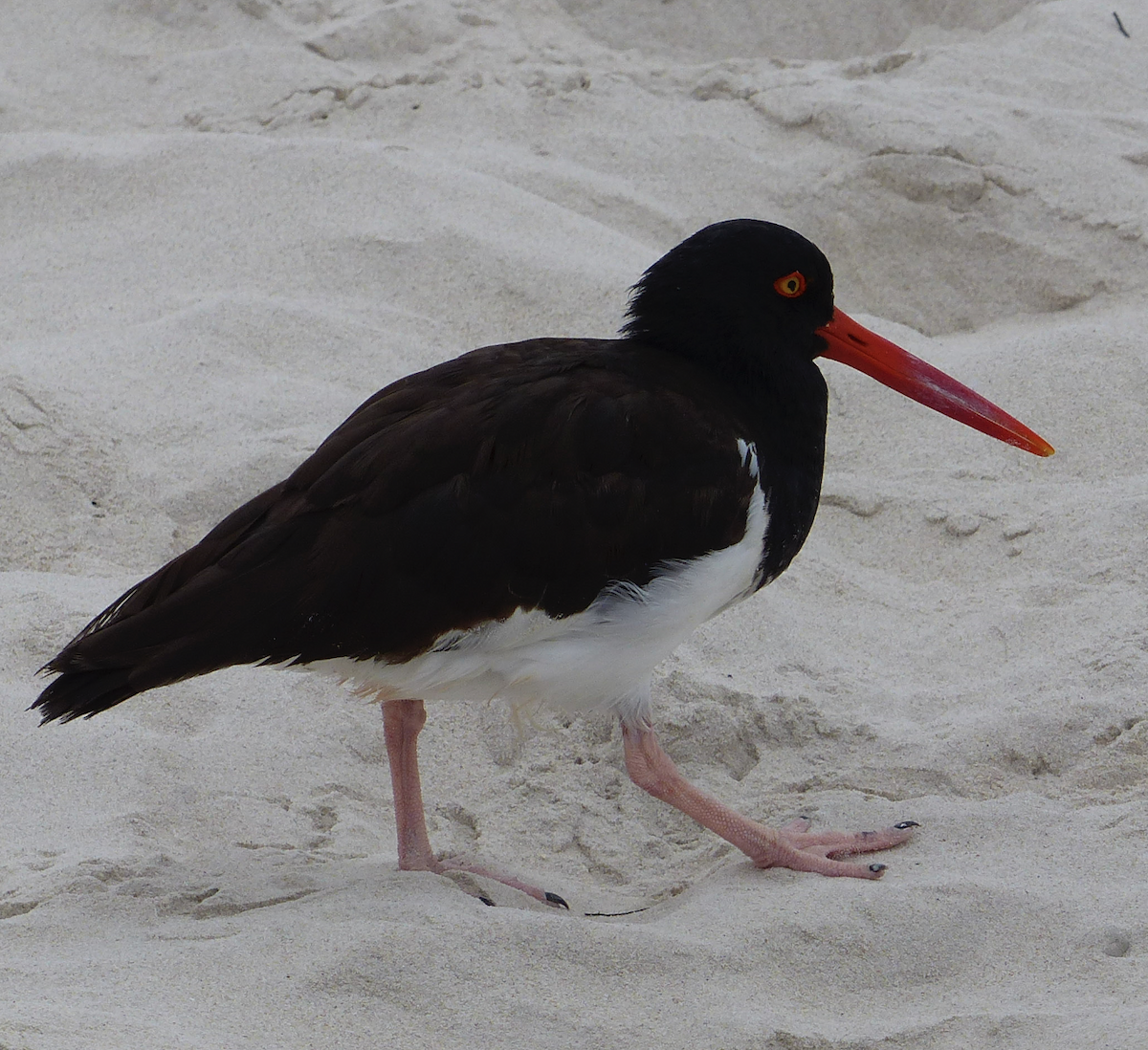 American Oystercatcher - ML620059377