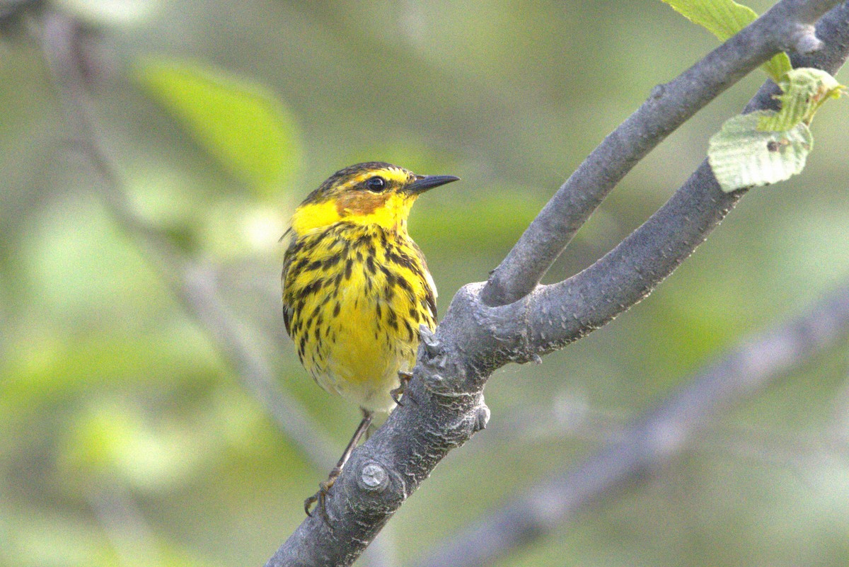 Cape May Warbler - ML620059378