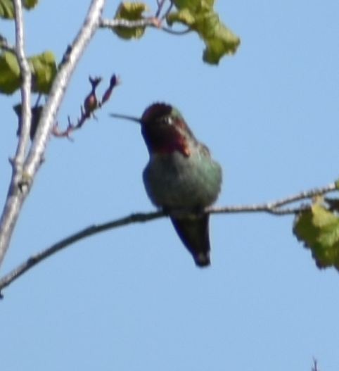 Anna's Hummingbird - ML620059379