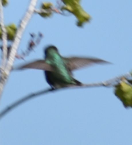 Anna's Hummingbird - ML620059380