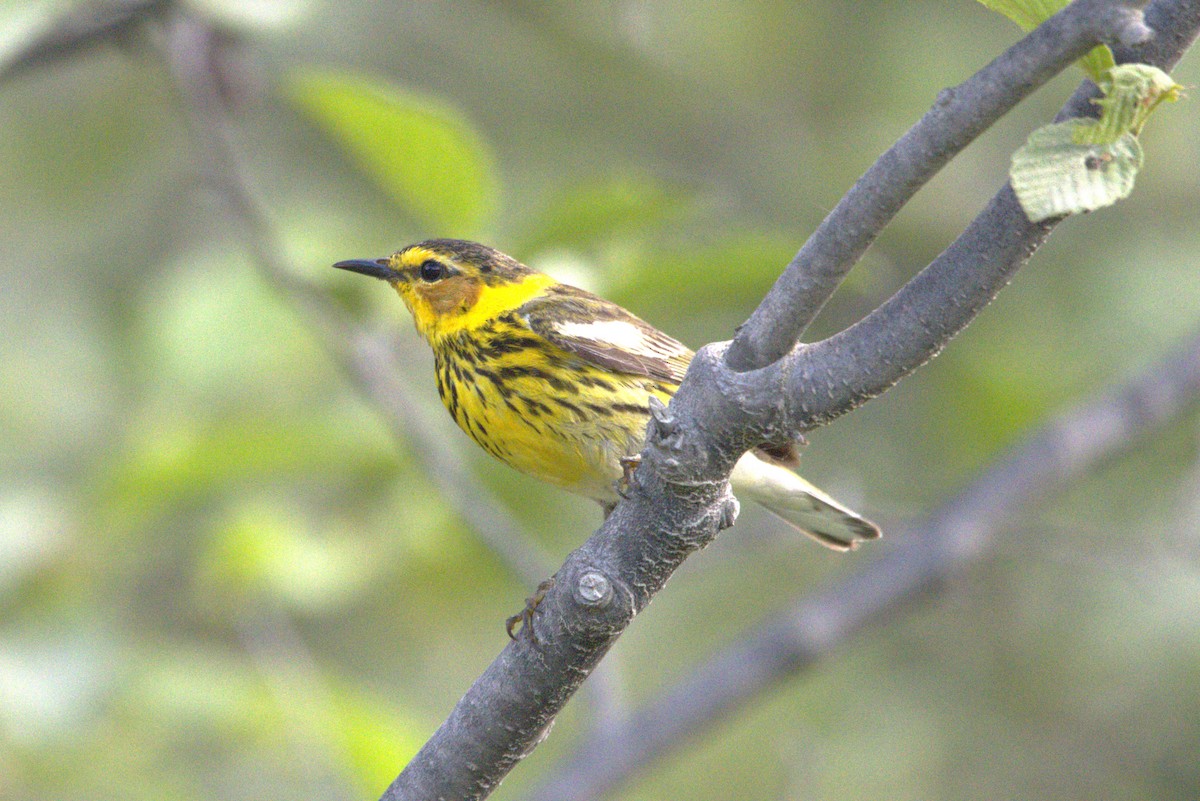 Cape May Warbler - ML620059386