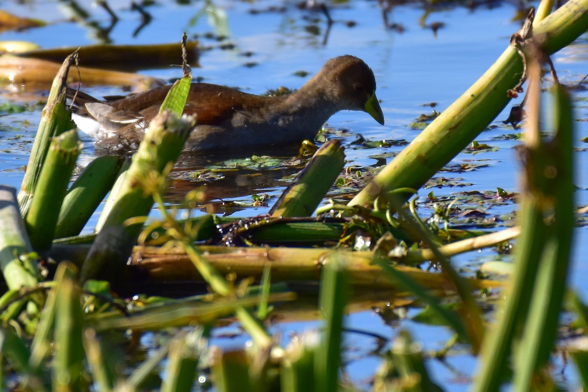 Spot-flanked Gallinule - Federico Robles