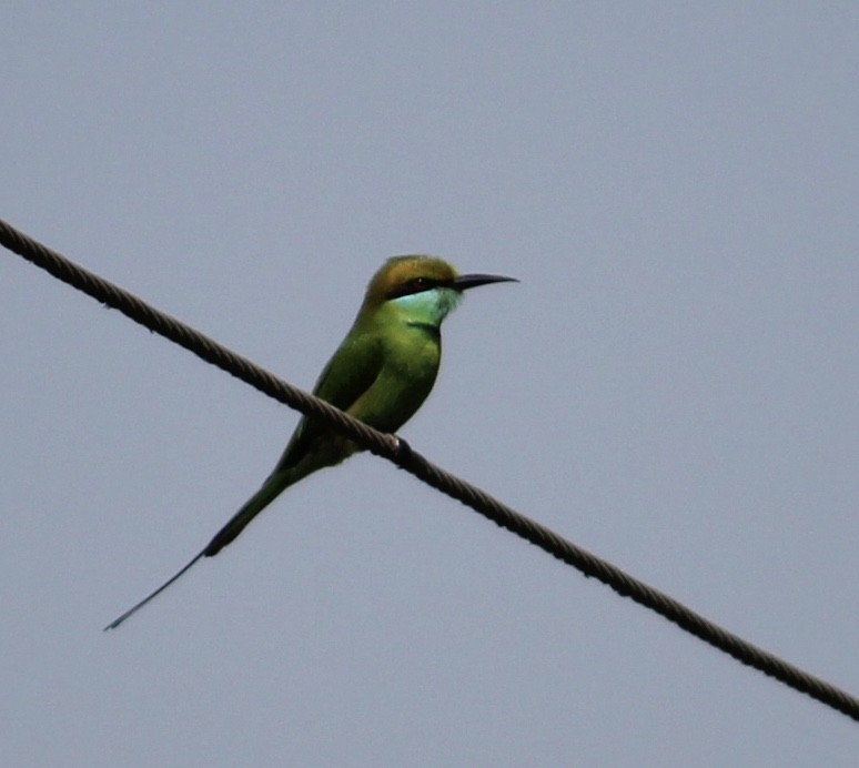 Asian Green Bee-eater - ML620059457