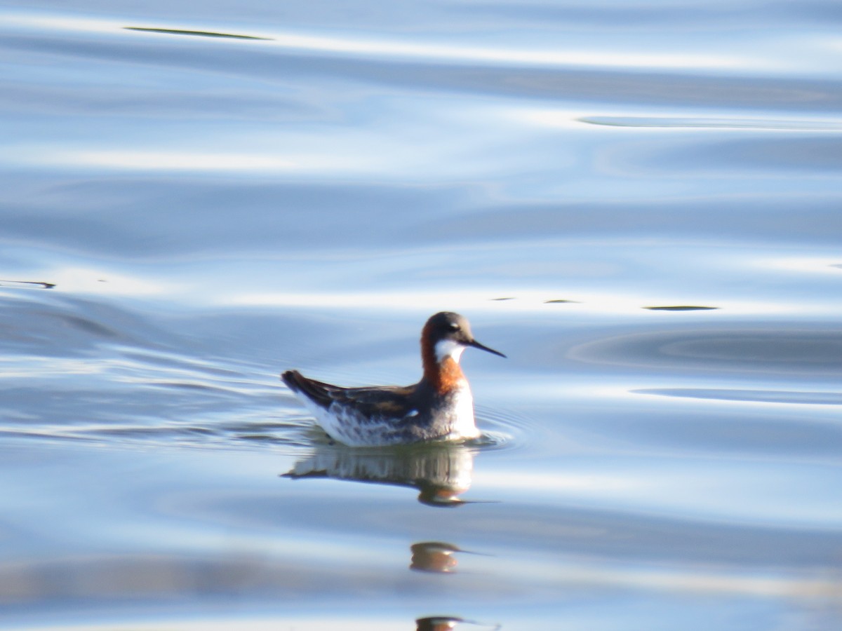 svømmesnipe - ML620059479