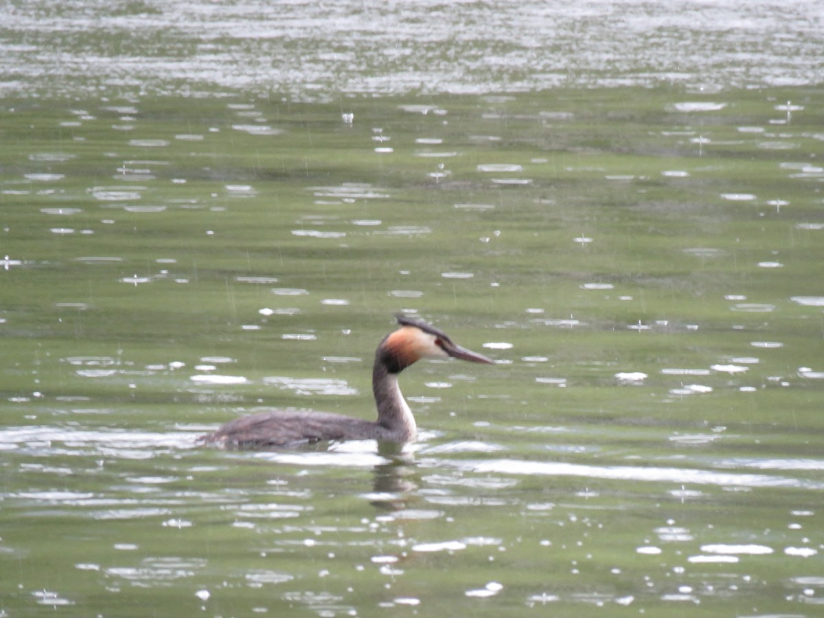 Great Crested Grebe - ML620059497