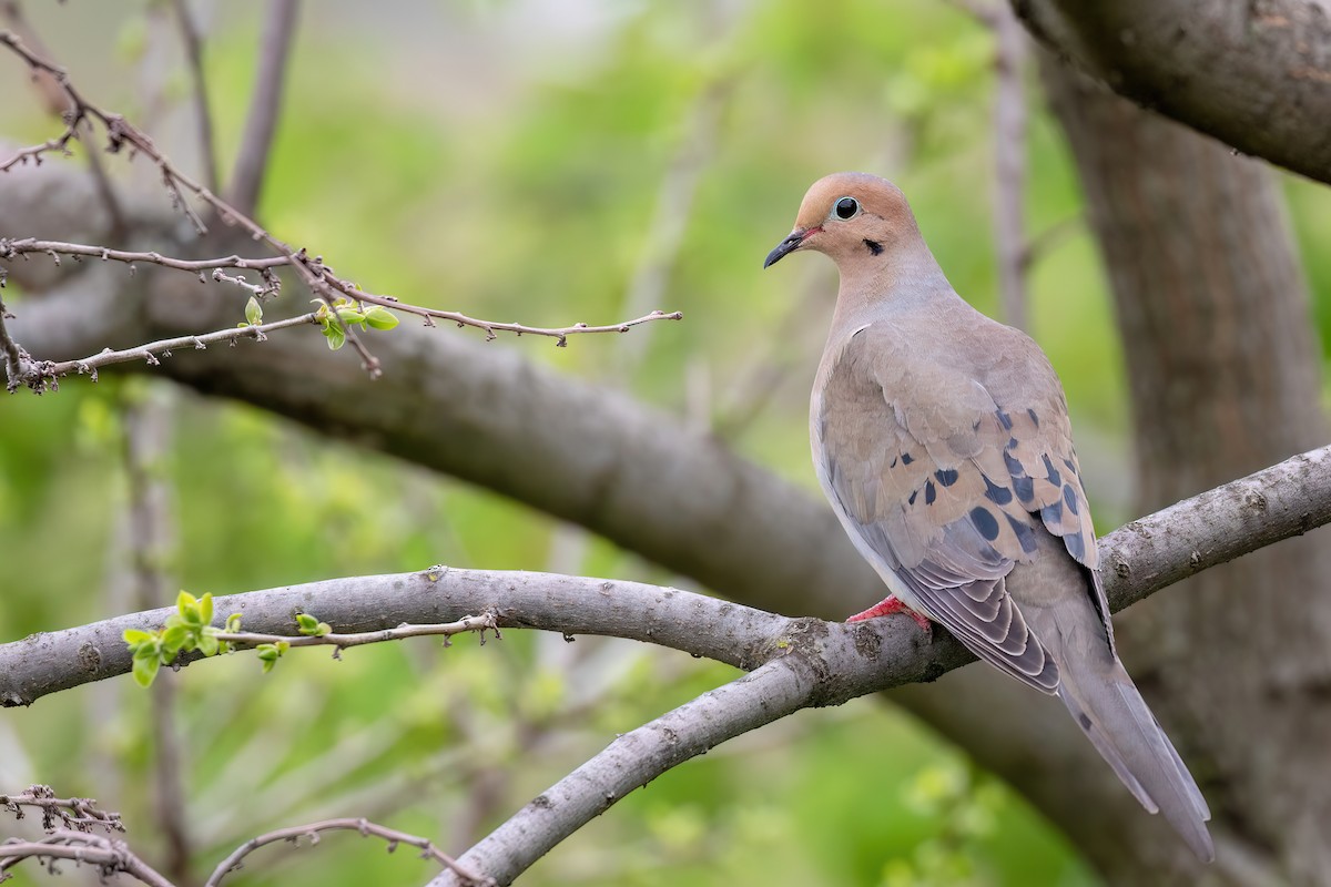 Mourning Dove - ML620059502