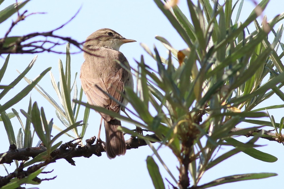 Booted Warbler - ML620059510
