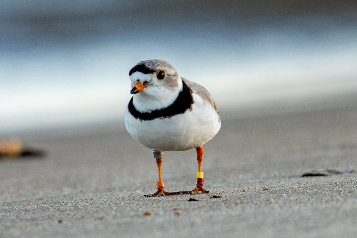 Piping Plover - ML620059513