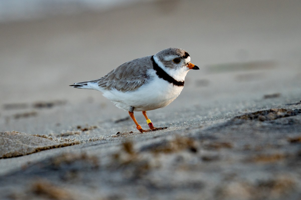 Piping Plover - ML620059514
