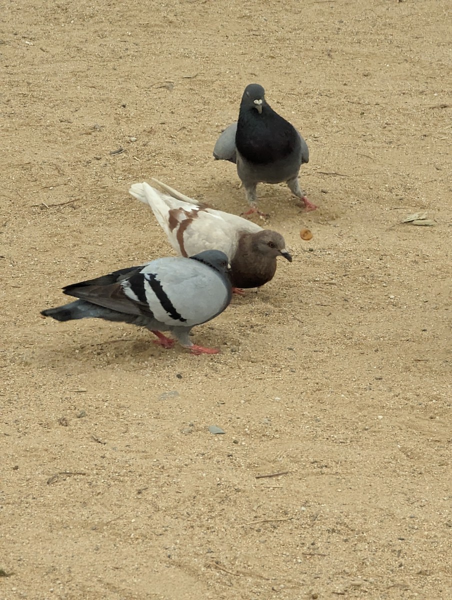 Rock Pigeon (Feral Pigeon) - ML620059519