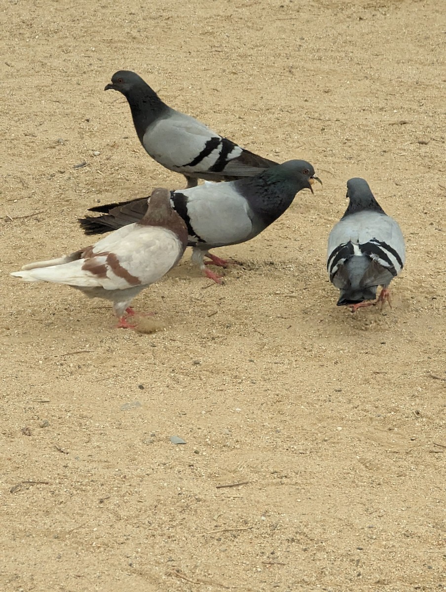 Pigeon biset (forme domestique) - ML620059520