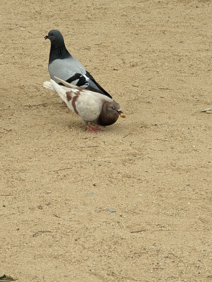Rock Pigeon (Feral Pigeon) - ML620059521